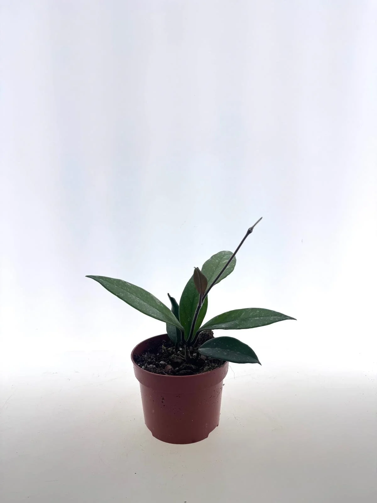 WhatsApp Image 2026-03-25 at 15.54.39 (2).jpeg