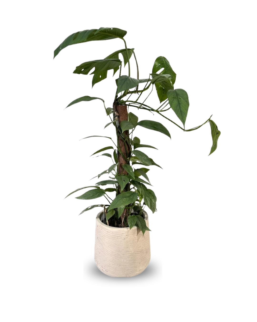 Epipremnum pinnatum "Cebu Blue"