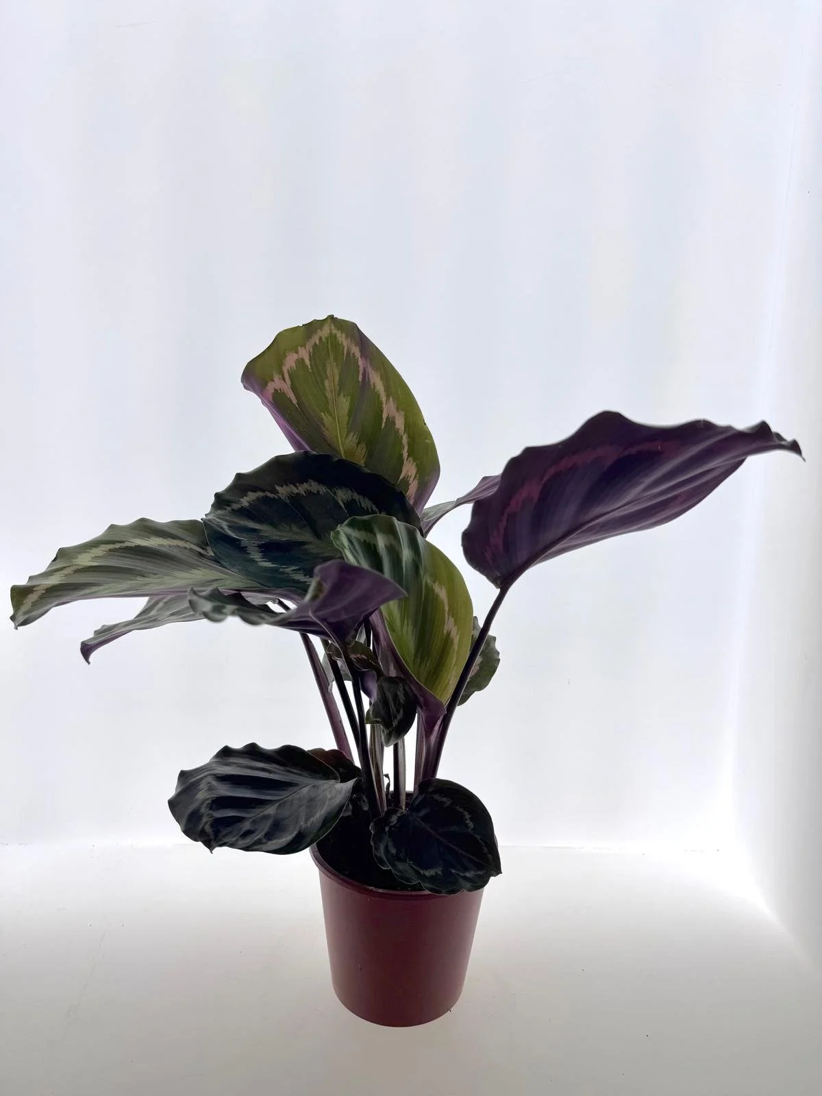 WhatsApp Image 2026-03-13 at 11.05.59 (2).jpeg