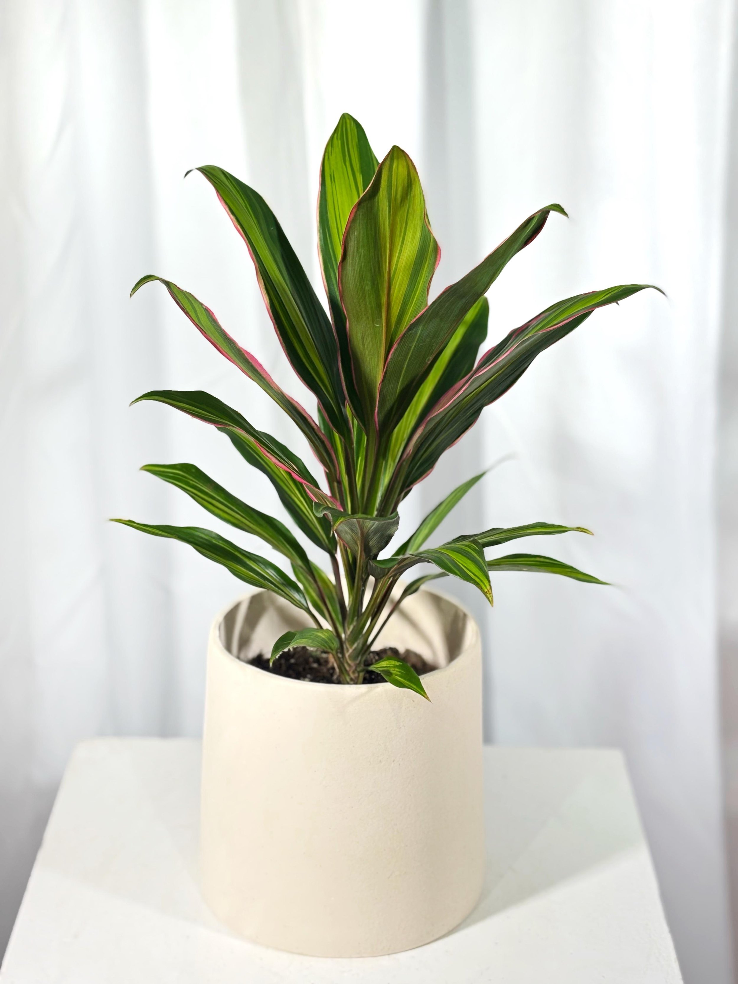 Cordyline ar spilgtām purpura lapām – piešķir elegance un dzīvotspēju jebkurai telpai. Ideāls iekštelpu augs.