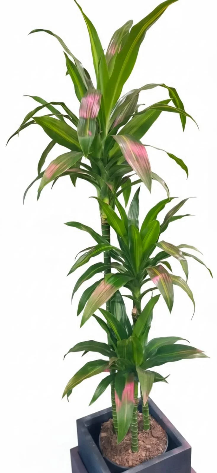 WhatsApp Image 2026-03-17 at 15.53.03 (3).jpeg