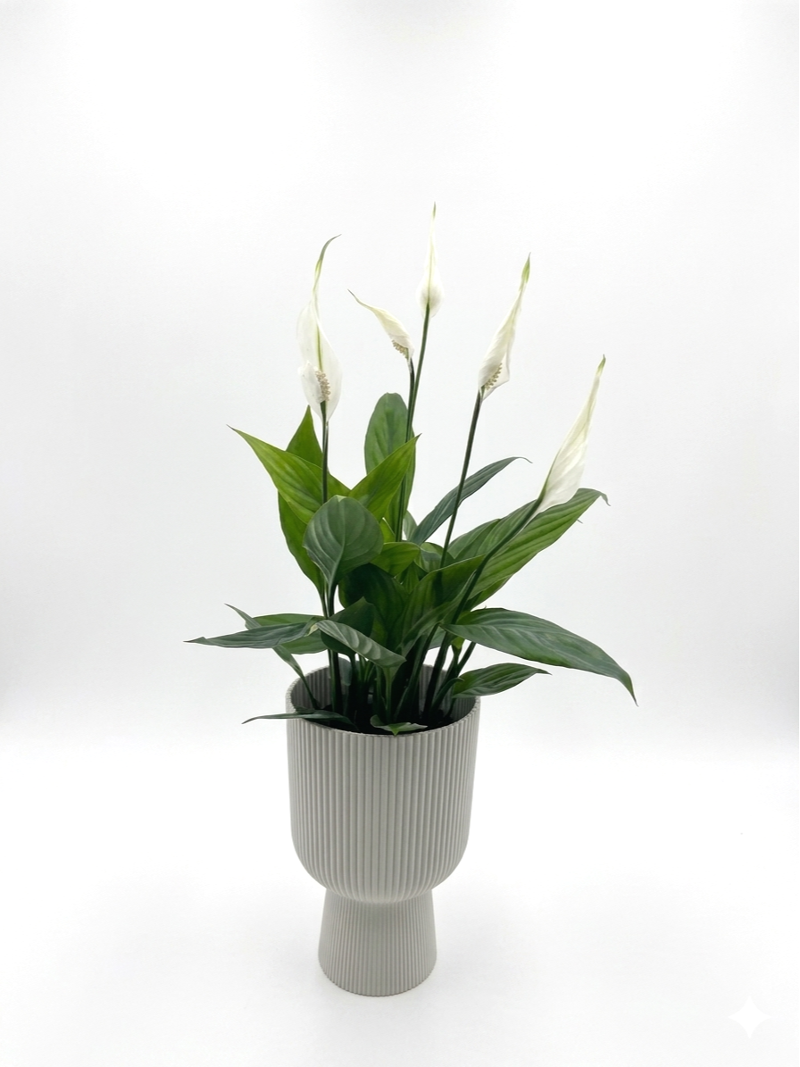 Spathiphyllium alana