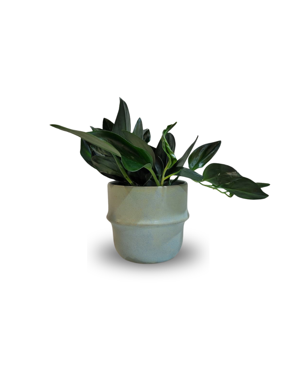 Scindapsus treubii 'Dark'