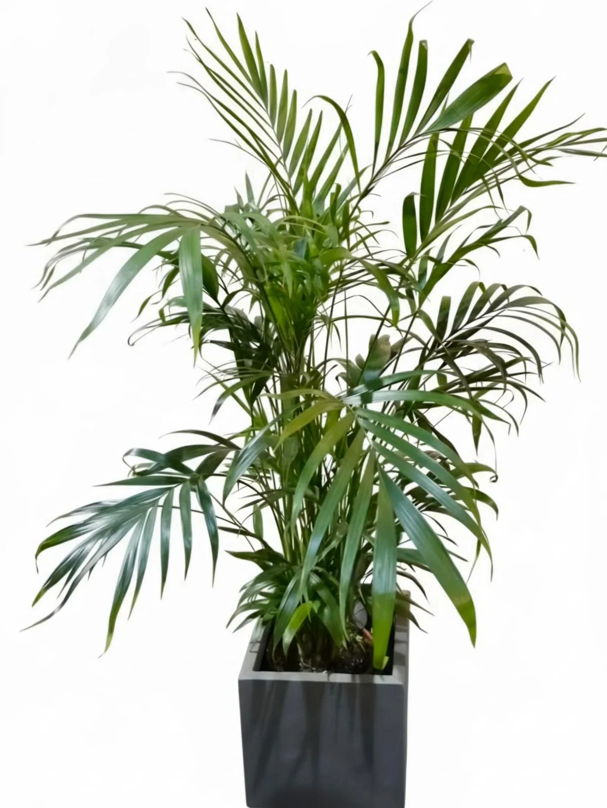 WhatsApp Image 2026-03-17 at 14.57.09 (1).jpeg