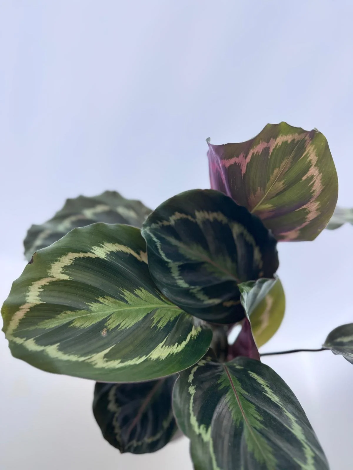 WhatsApp Image 2026-03-13 at 11.05.59 (1).jpeg