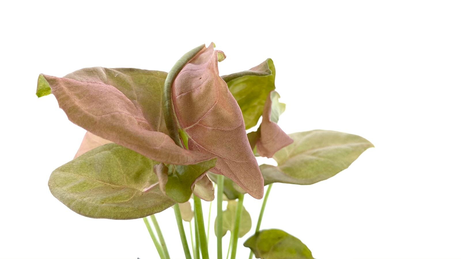 Syngonium Neon Robusta