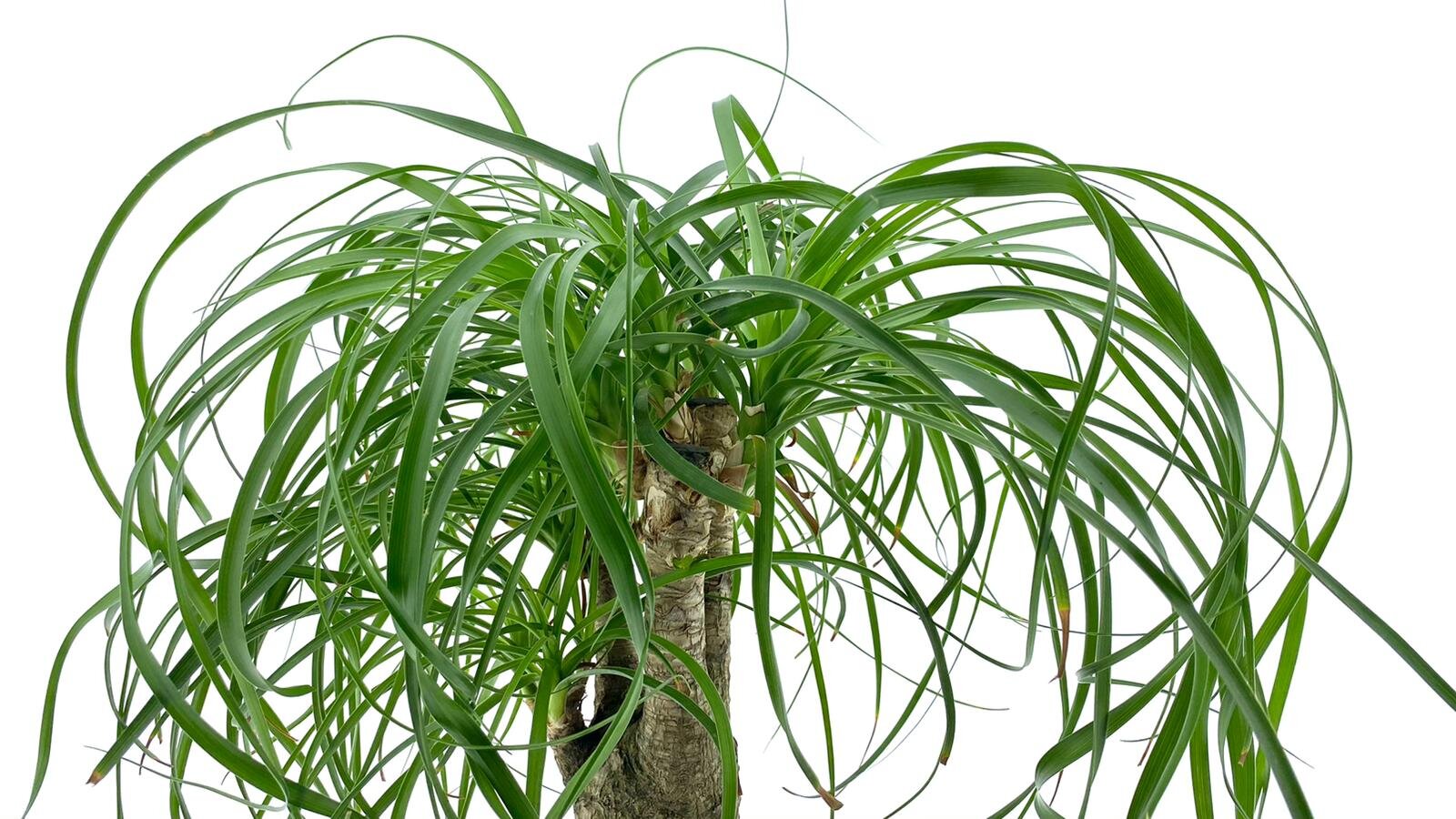 Nolina Beaucarnea