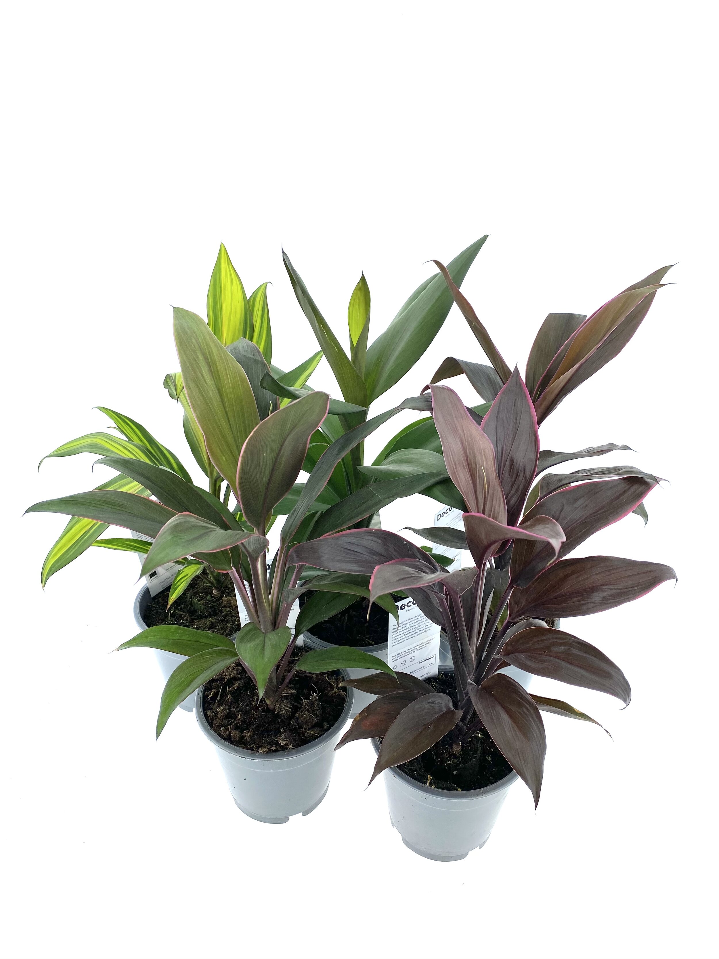 Cordyline mix