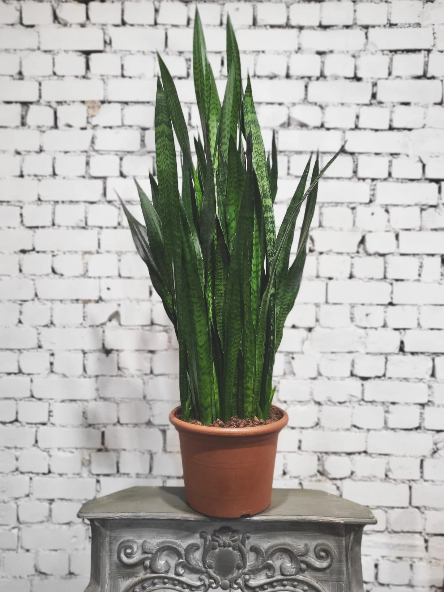 Sansevieria Trifasciata