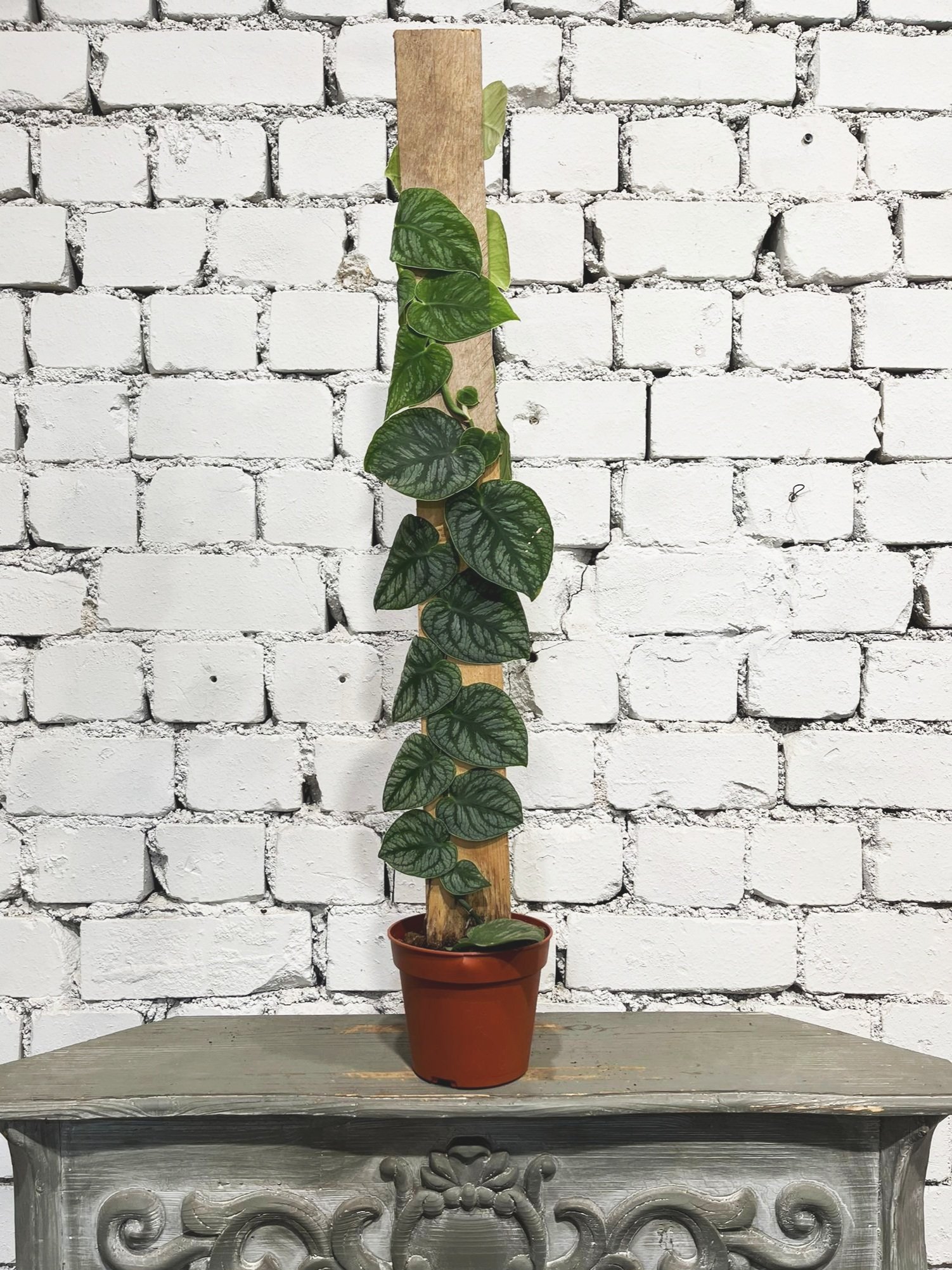 Monstera dubia