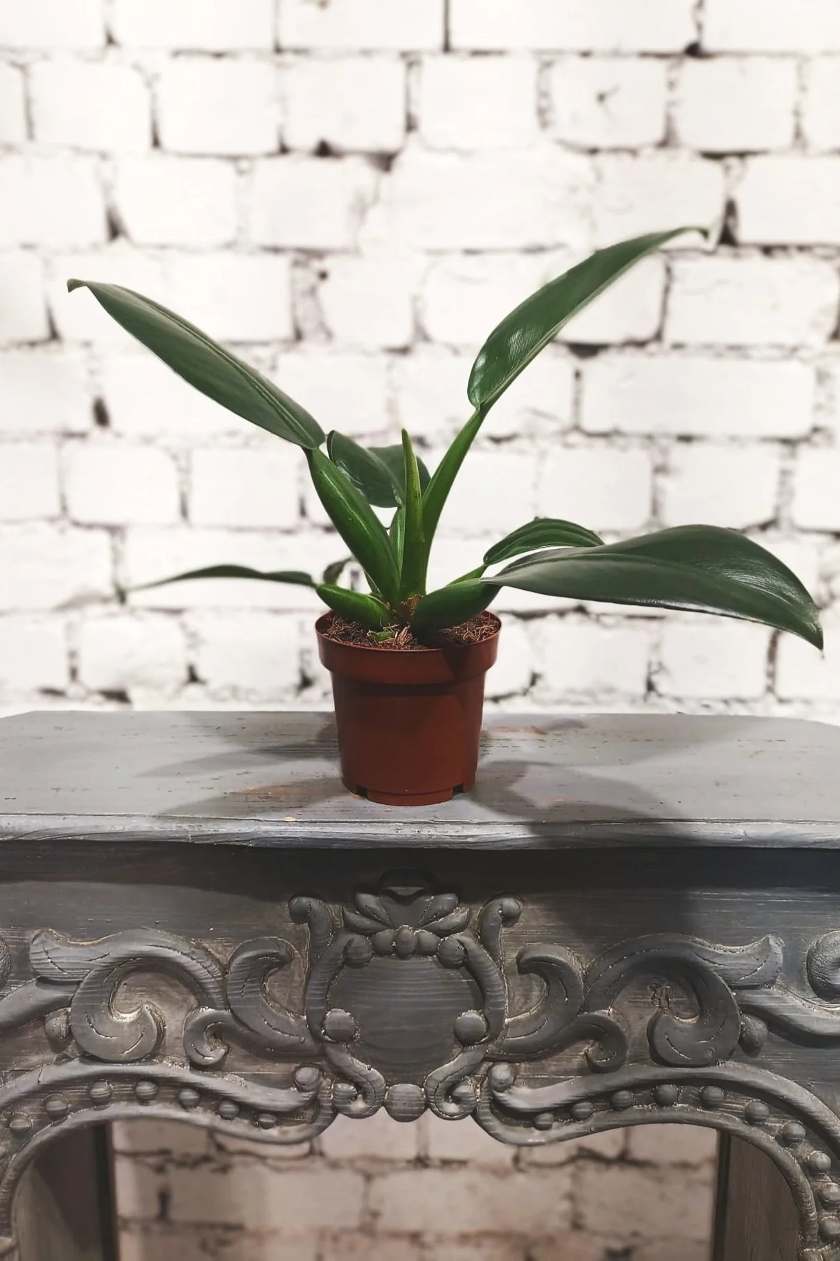 Philodendron Martianum (Pacova)