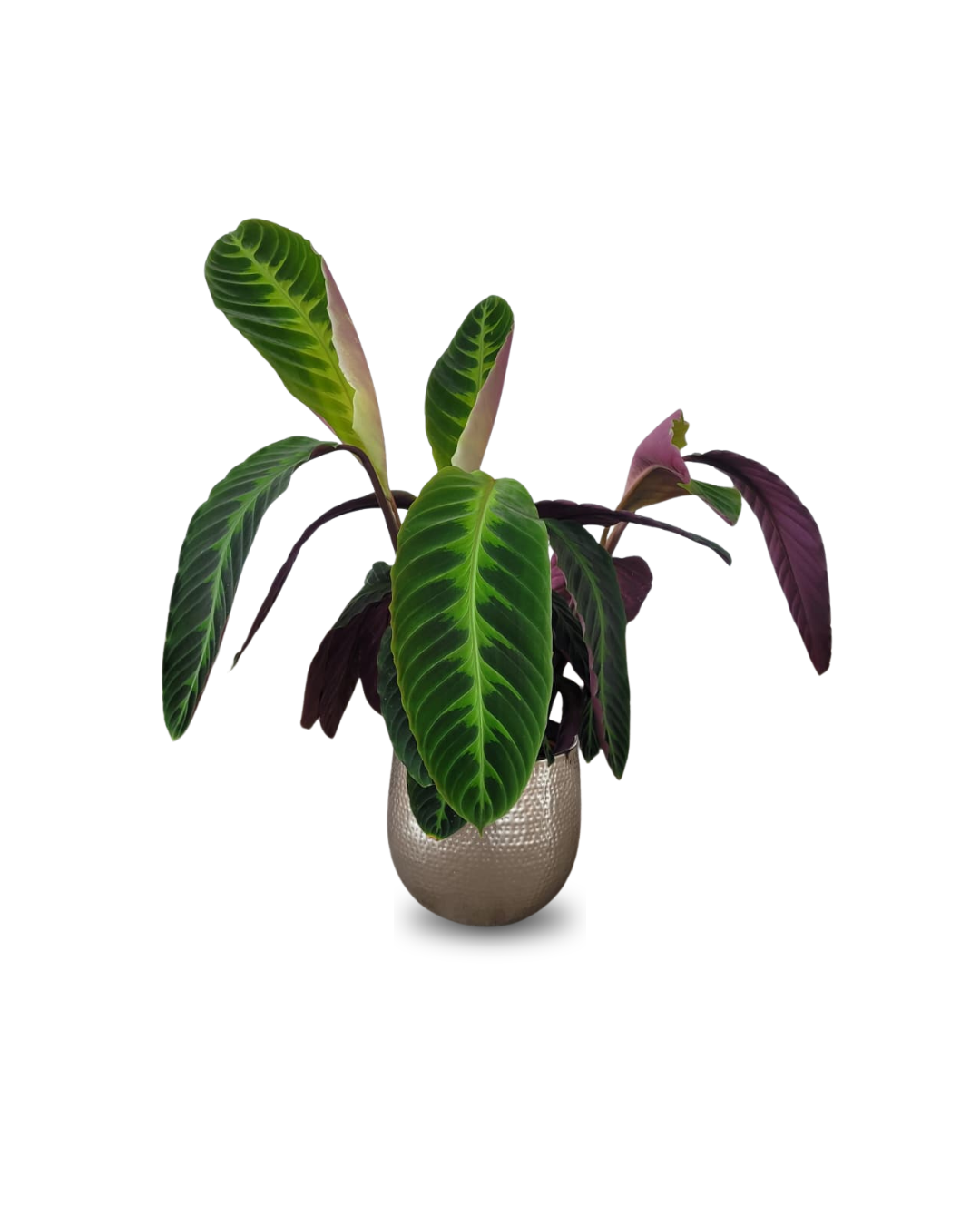 8.png