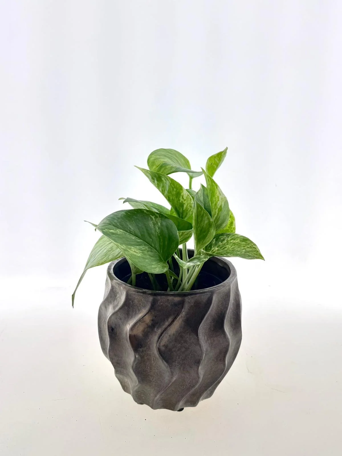 Epipremnum aureum ‘Marble Queen’