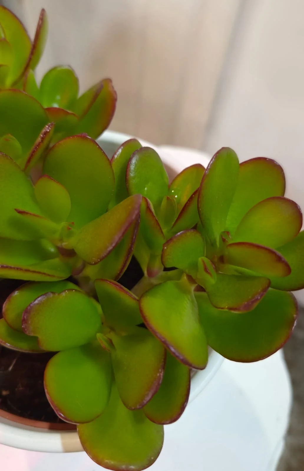 WhatsApp Image 2026-03-17 at 14.31.47.jpeg