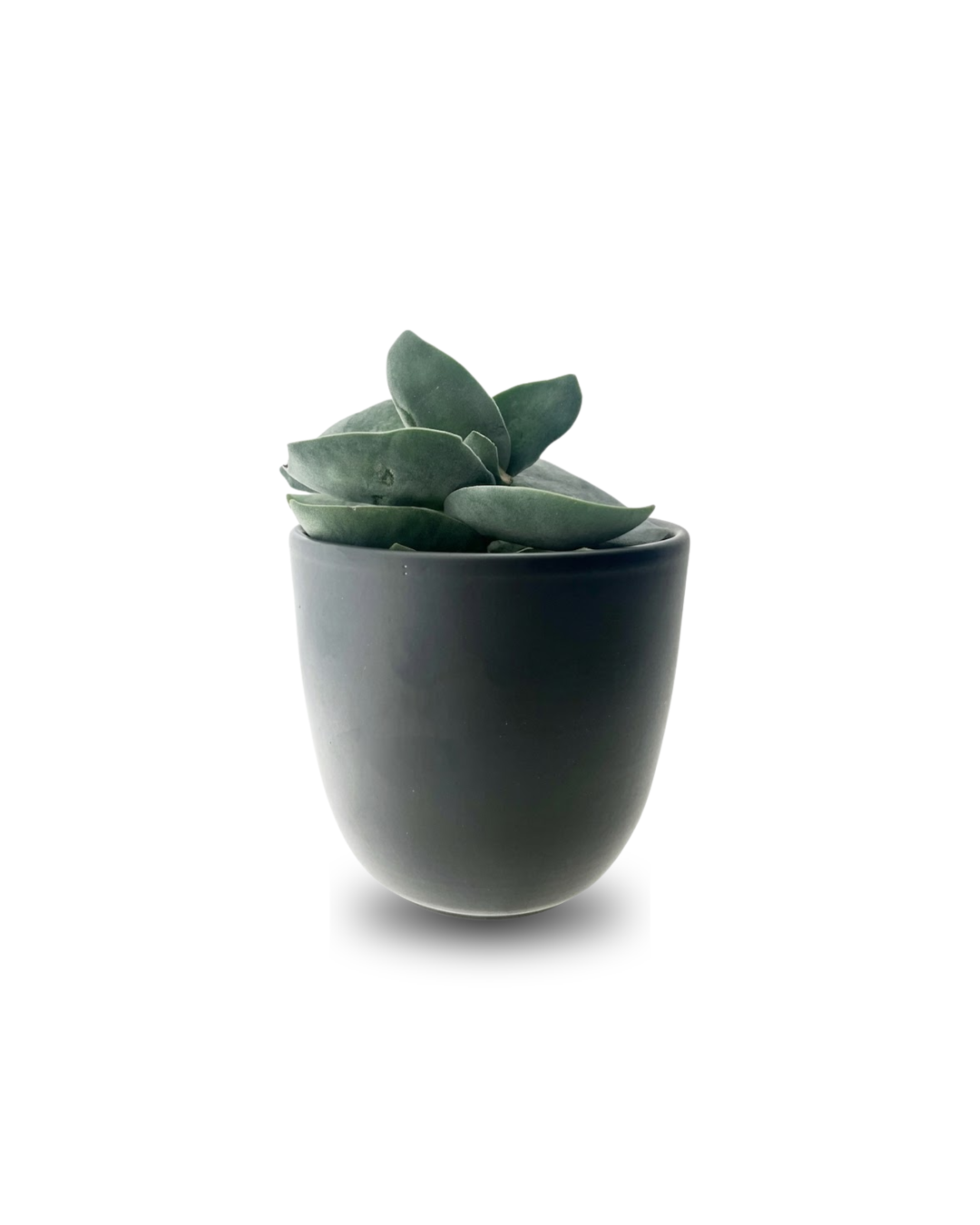 Crassula Boomerang