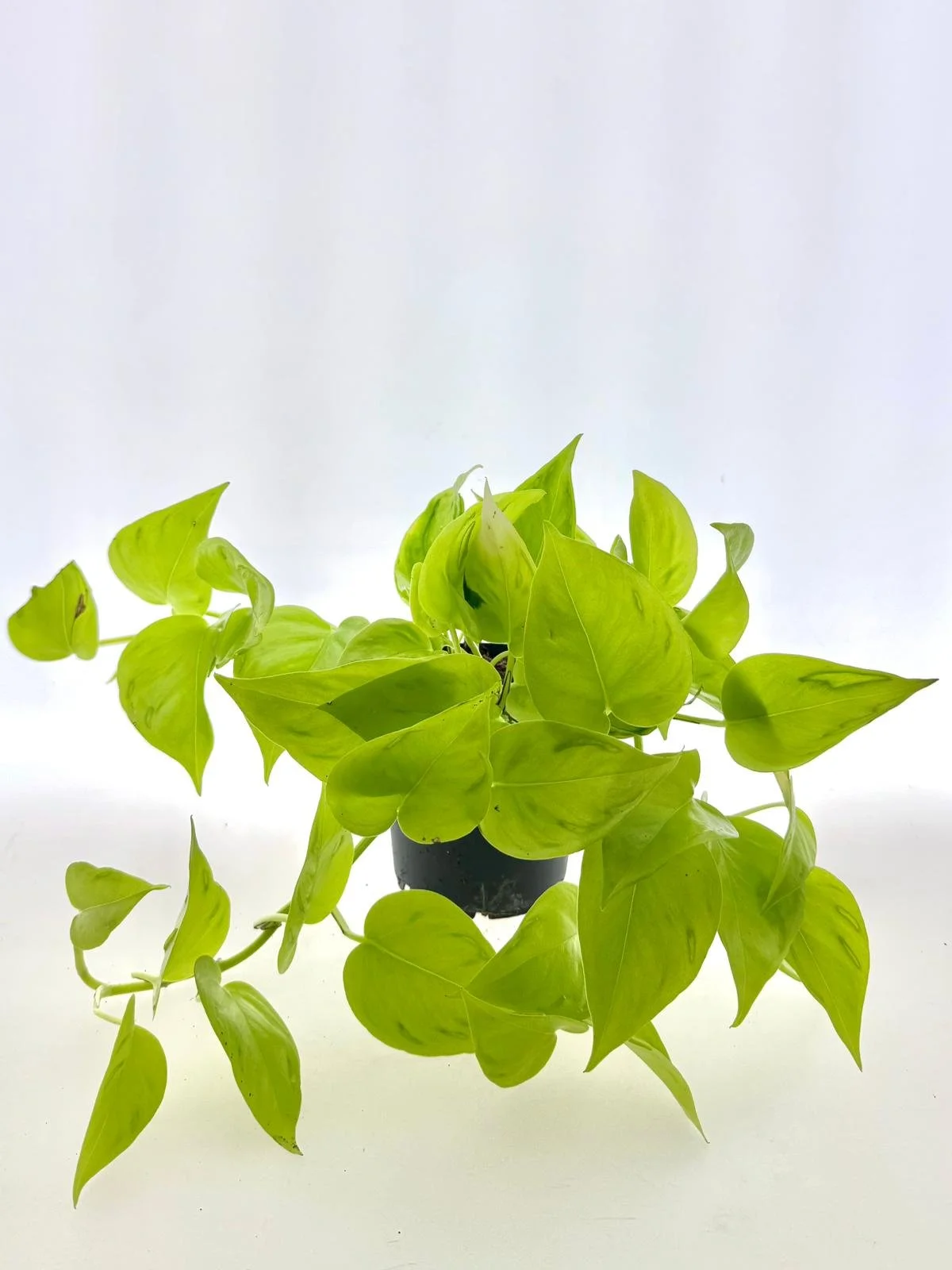 WhatsApp Image 2026-03-16 at 14.34.34 (1).jpeg