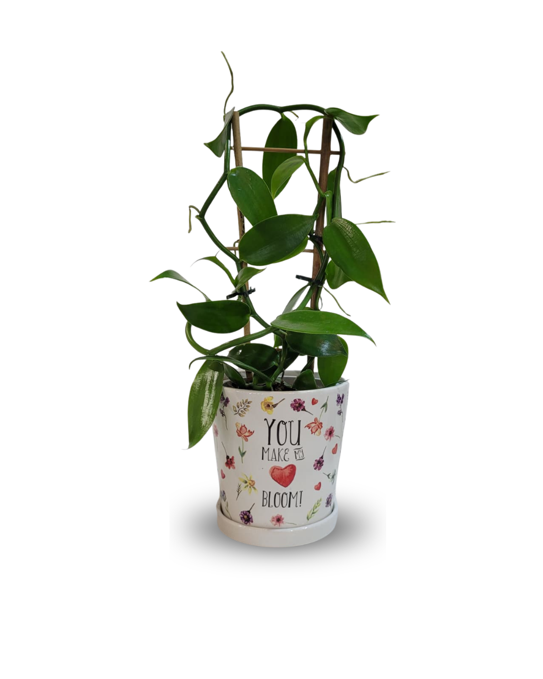 Vanilla planifolia