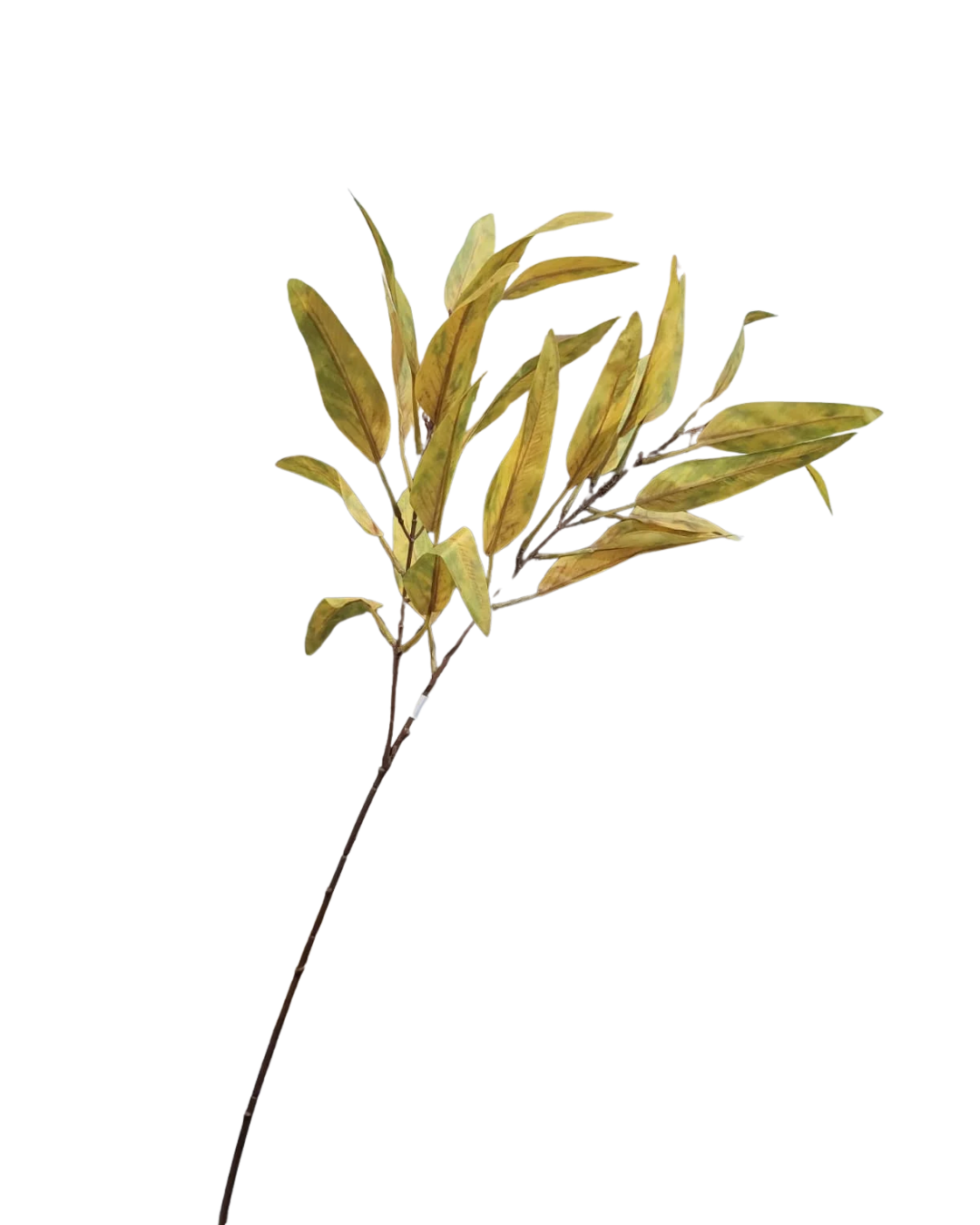 png.png