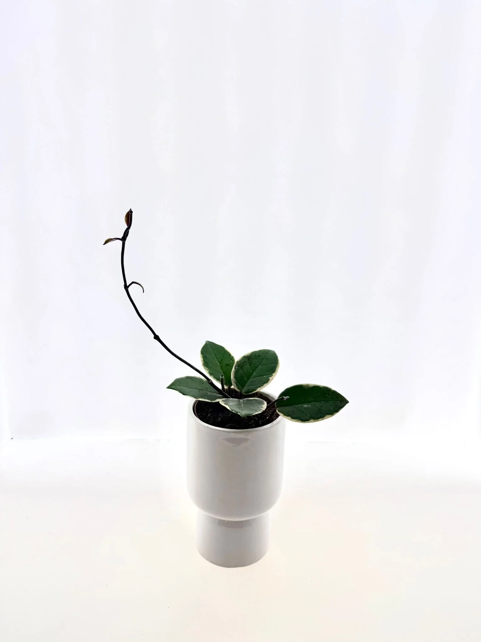 Hoya carnosa ‘Krimson Queen’ (Albomarginata)