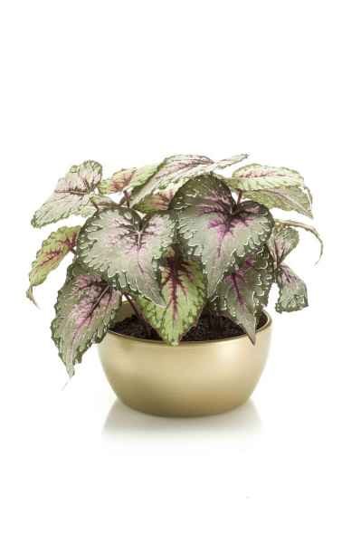 Mākslīgs "Begonia leaves bush 25cm''