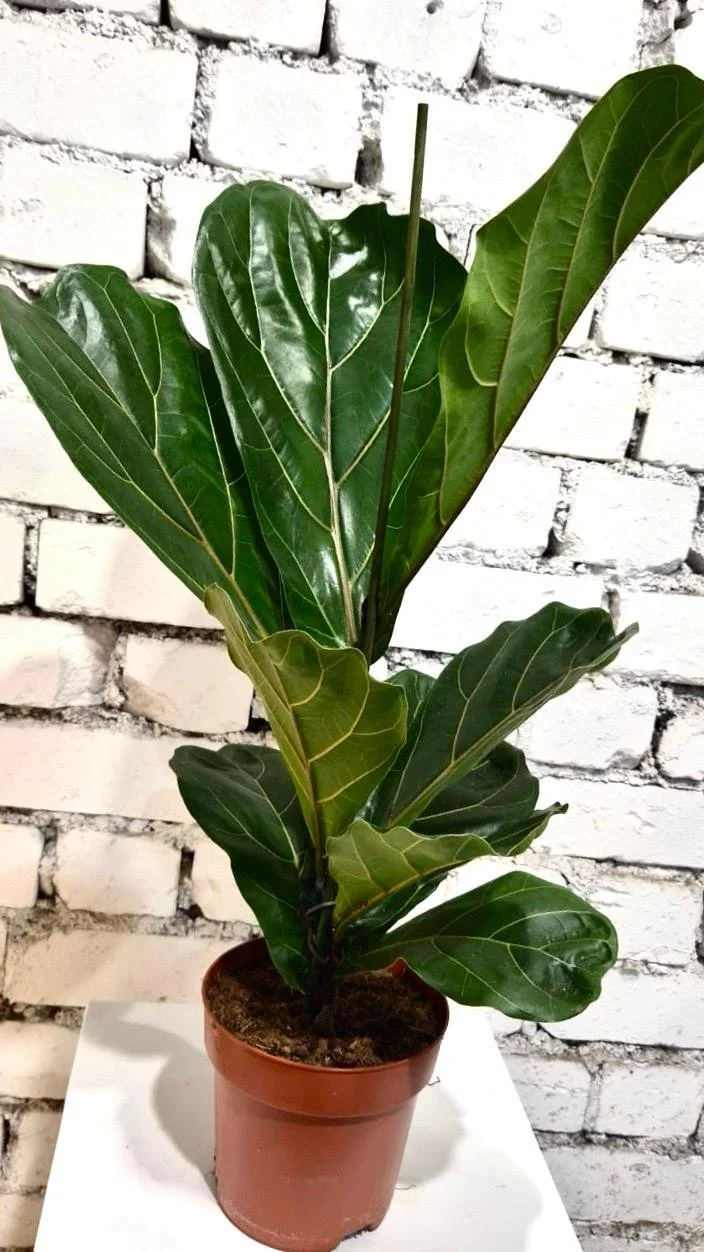 WhatsApp Image 2026-03-13 at 15.47.24 (2).jpeg