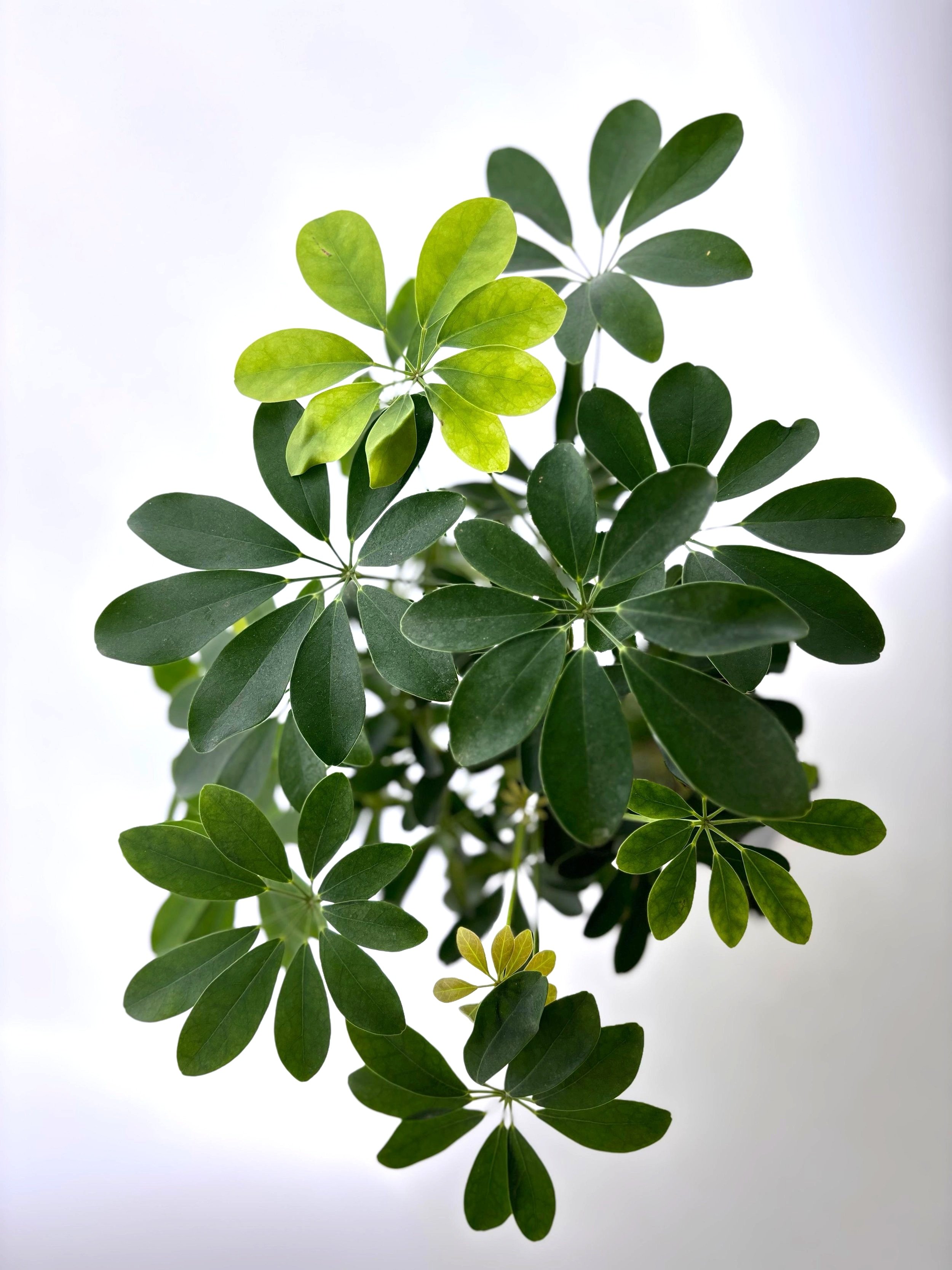 Schefflera – elegantais telpaugs ar koši zaļām, spīdīgām lapām, lieliski piemērots mājai un birojam.