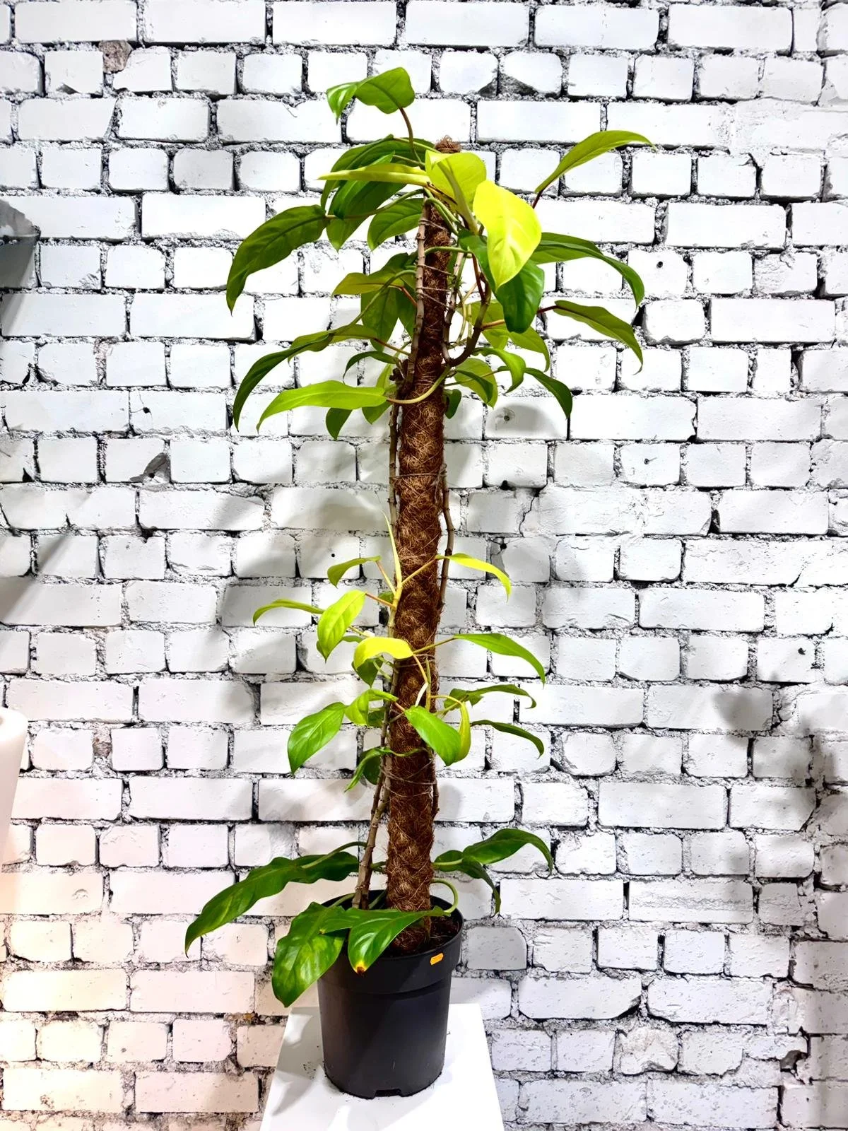 WhatsApp Image 2026-03-13 at 10.13.42 (1).jpeg