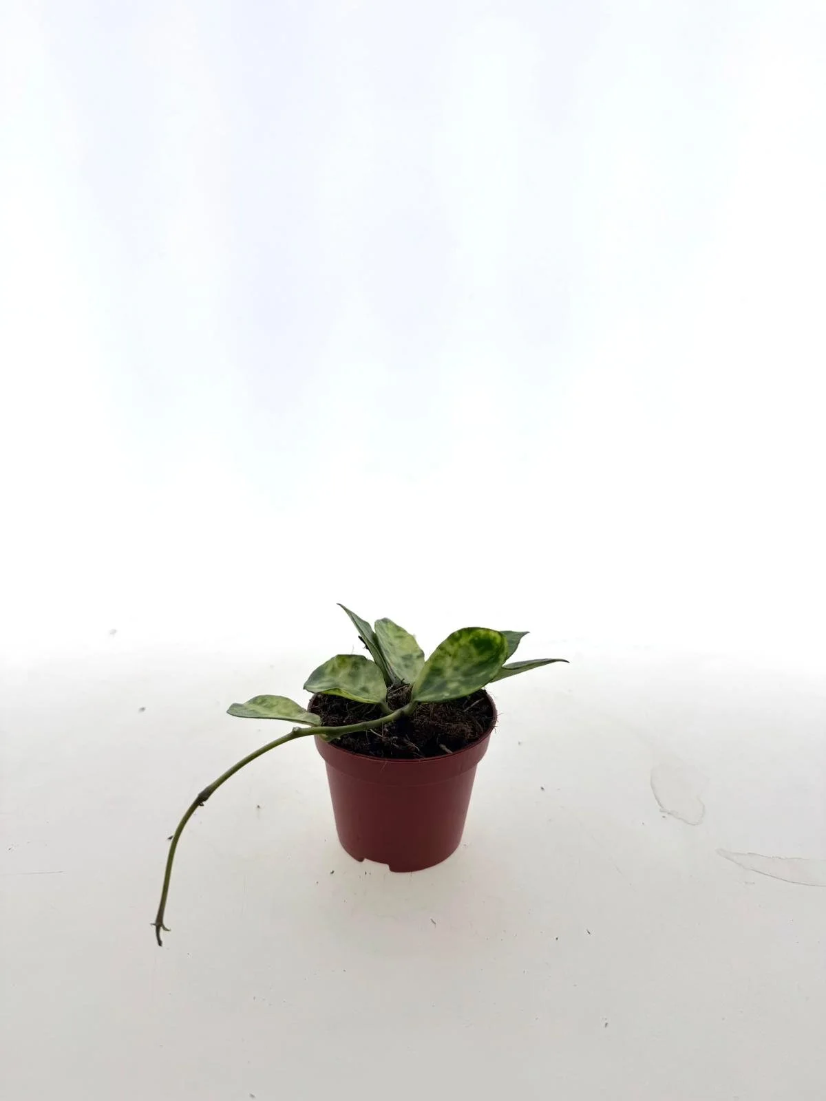 WhatsApp Image 2026-03-25 at 14.00.04 (2).jpeg