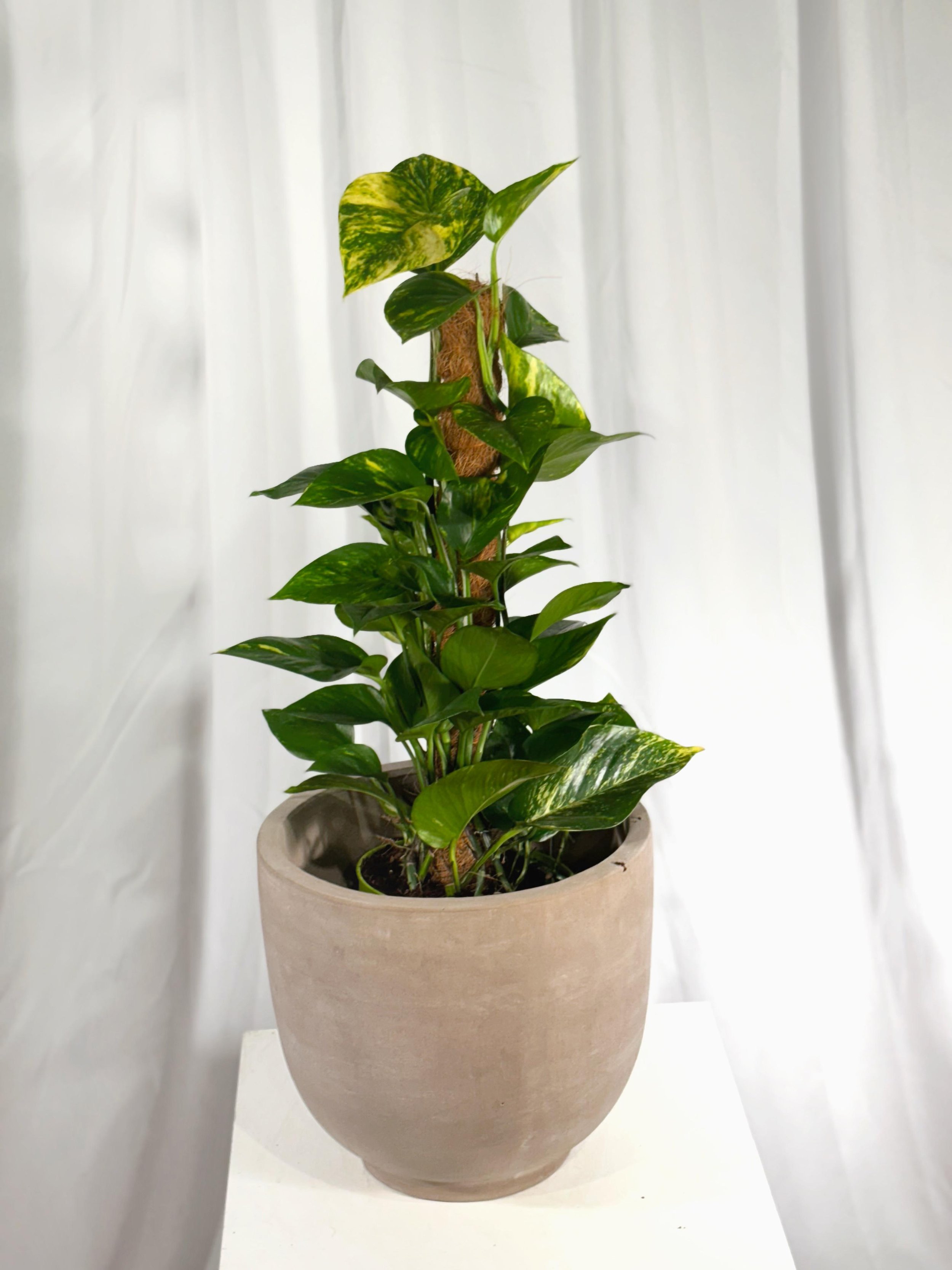 Epipremnum Aureum Golden