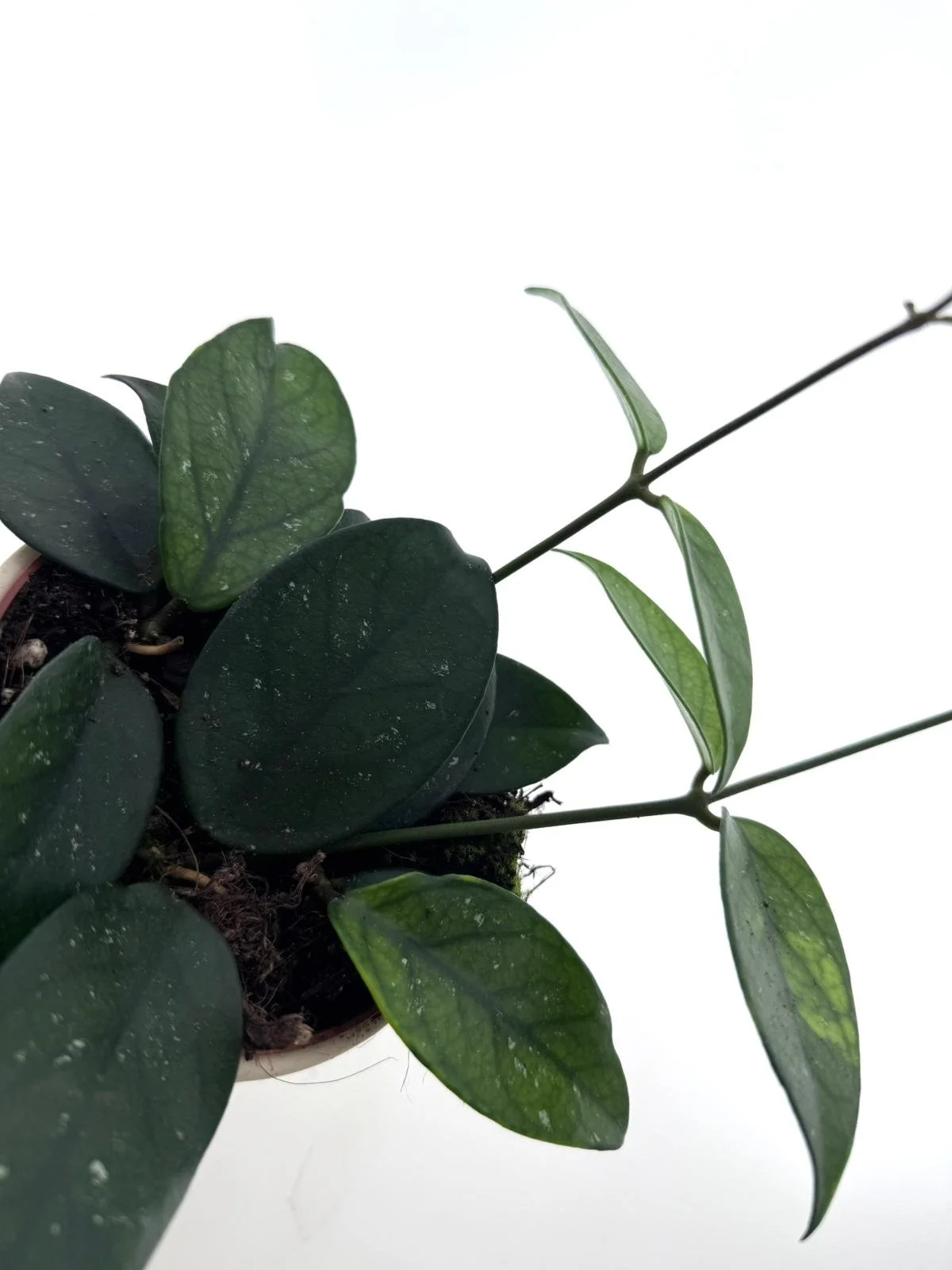 WhatsApp Image 2026-03-25 at 13.27.12 (1).jpeg