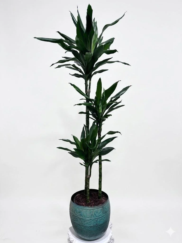 WhatsApp Image 2026-03-23 at 15.41.22 (3).jpeg