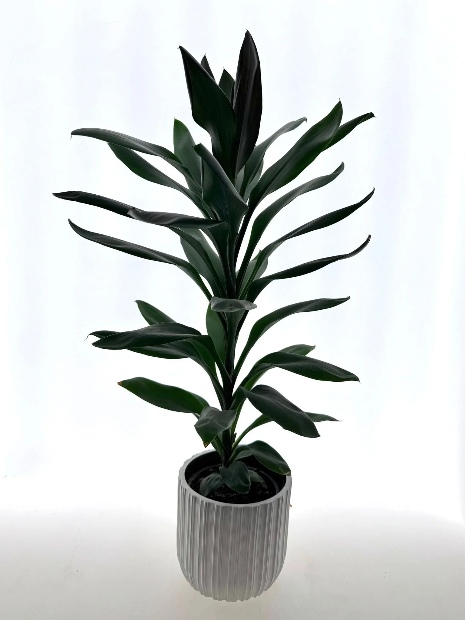 WhatsApp Image 2026-03-16 at 10.55.17.jpeg