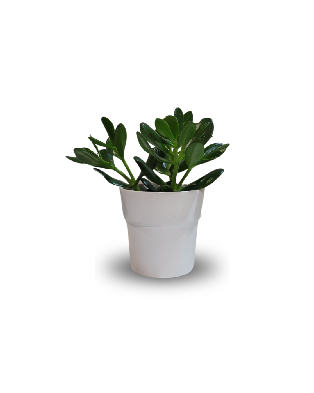 Crassula ovata