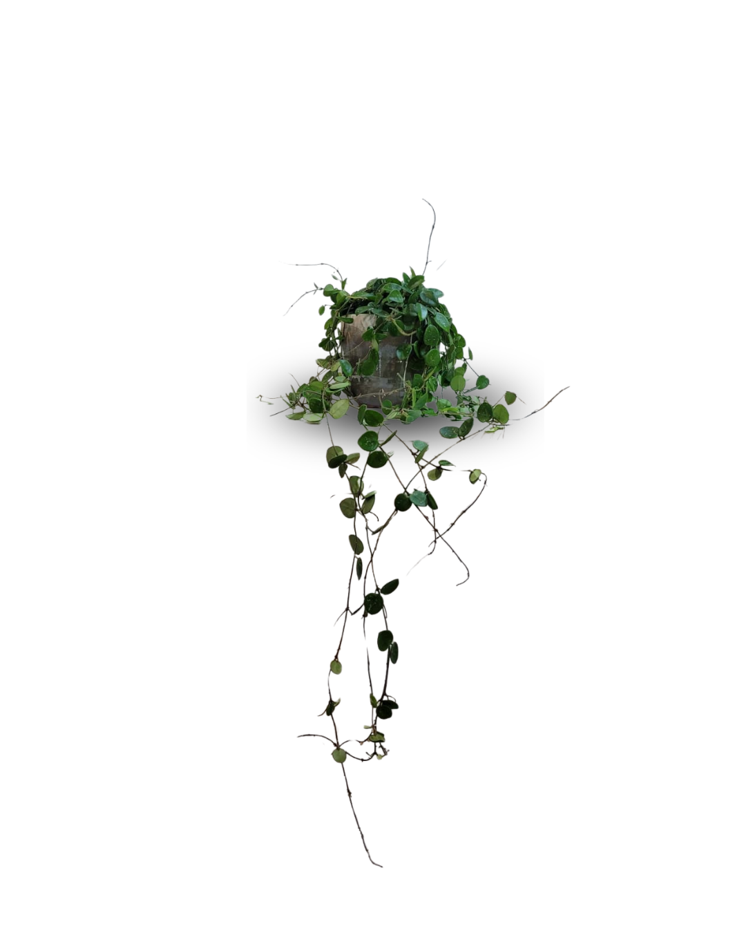 Hoya mathilde