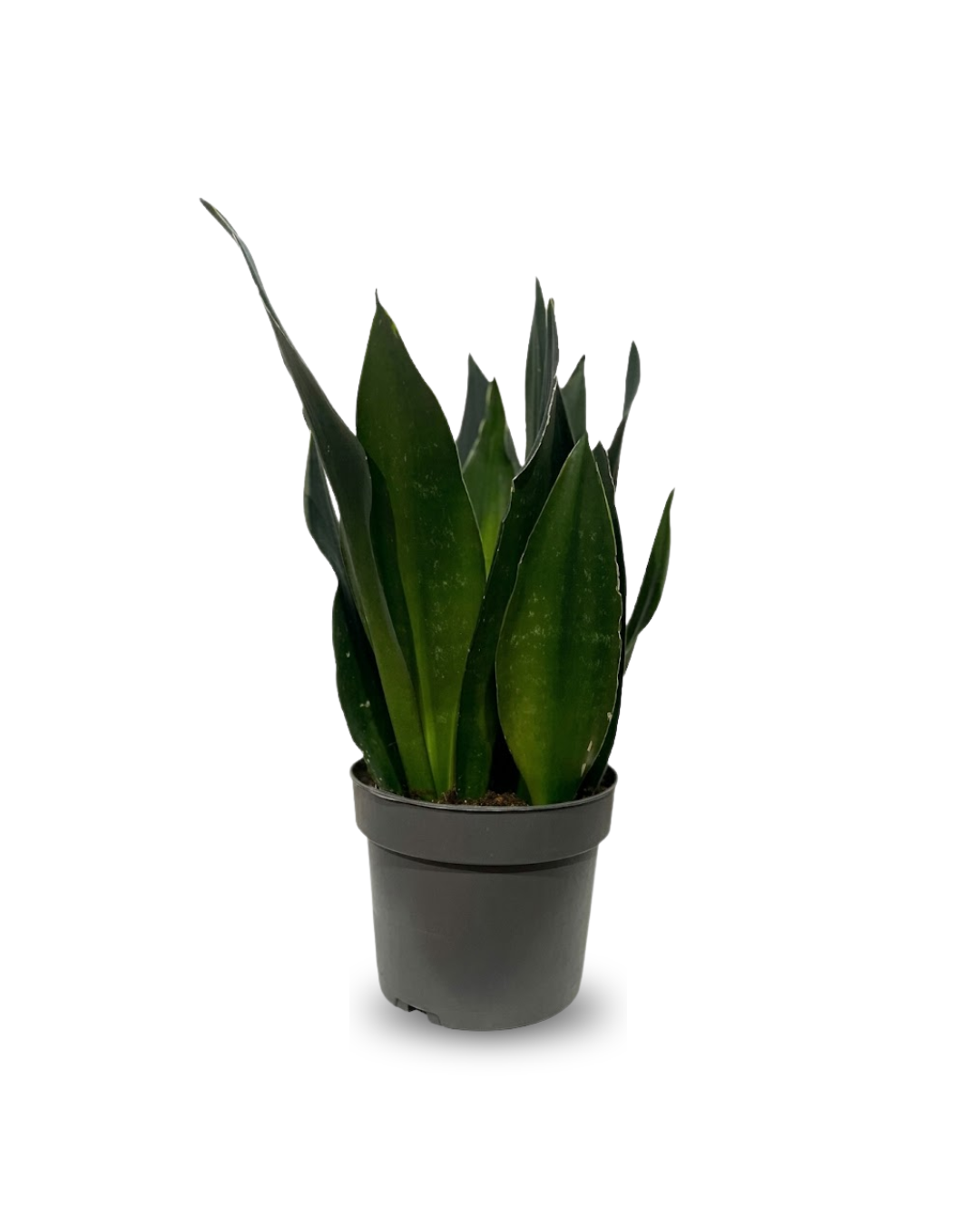 Sansevieria Black Diamond