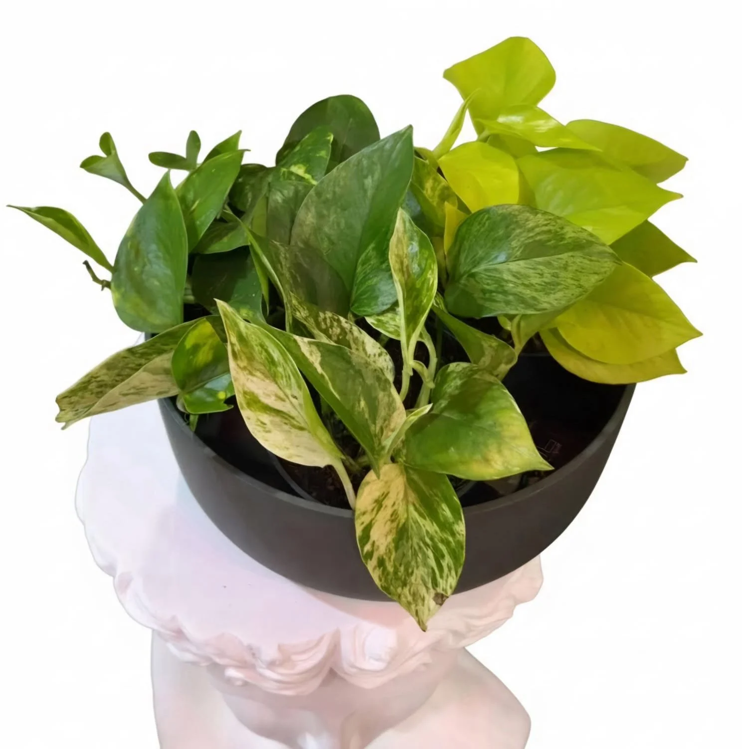 WhatsApp Image 2026-03-17 at 11.46.52.jpeg