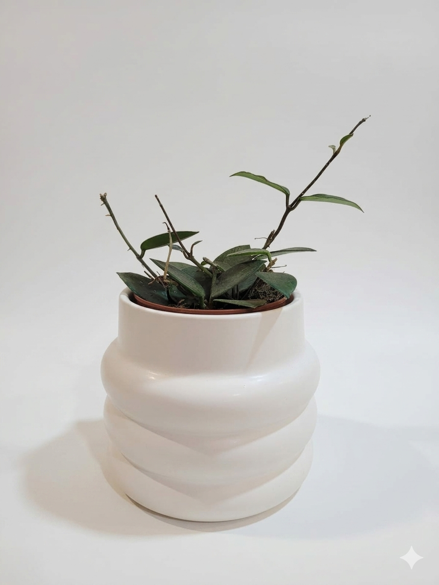 Hoya chouke