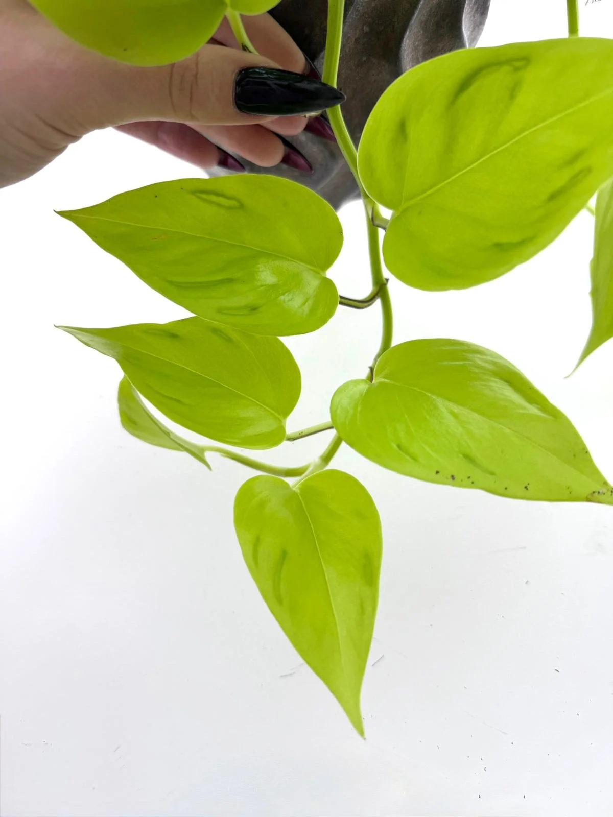 WhatsApp Image 2026-03-16 at 14.34.34.jpeg