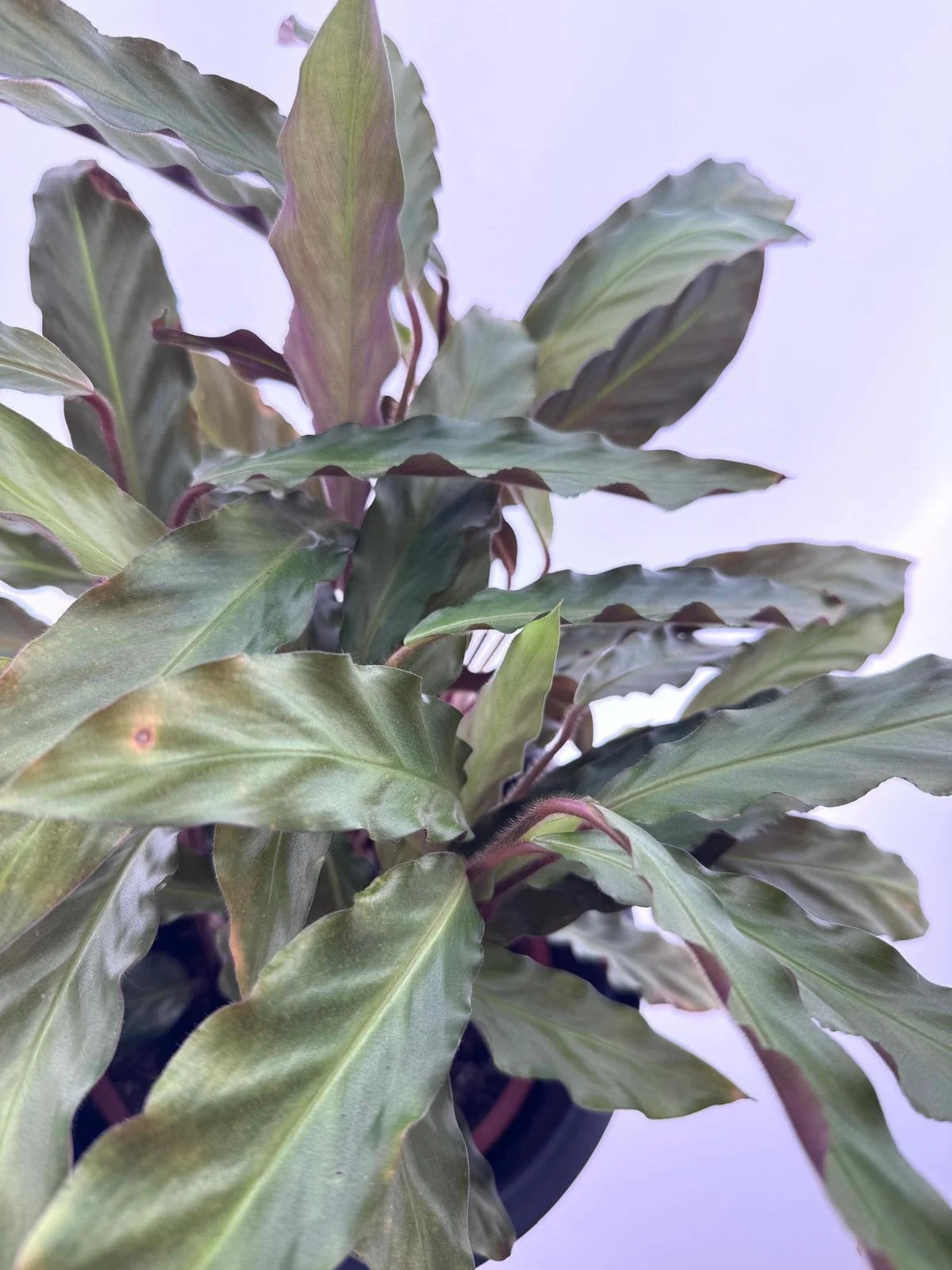 WhatsApp Image 2026-03-13 at 11.22.09 (1).jpeg