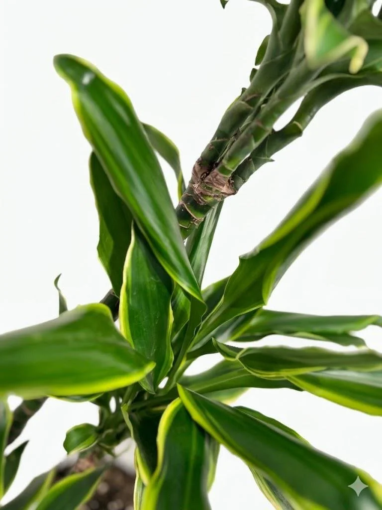 WhatsApp Image 2026-03-23 at 15.41.22 (2).jpeg