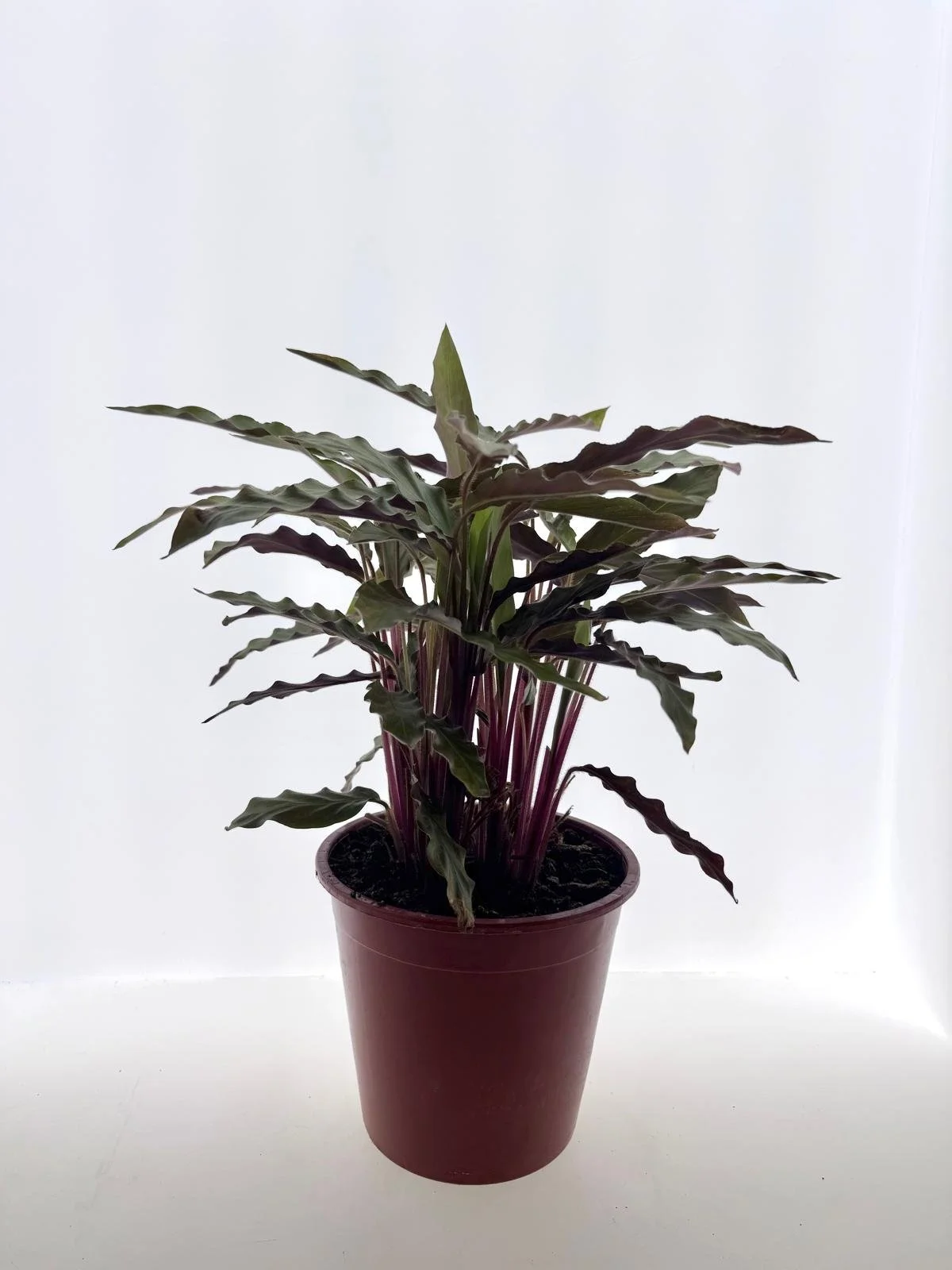 WhatsApp Image 2026-03-13 at 11.22.09 (2).jpeg