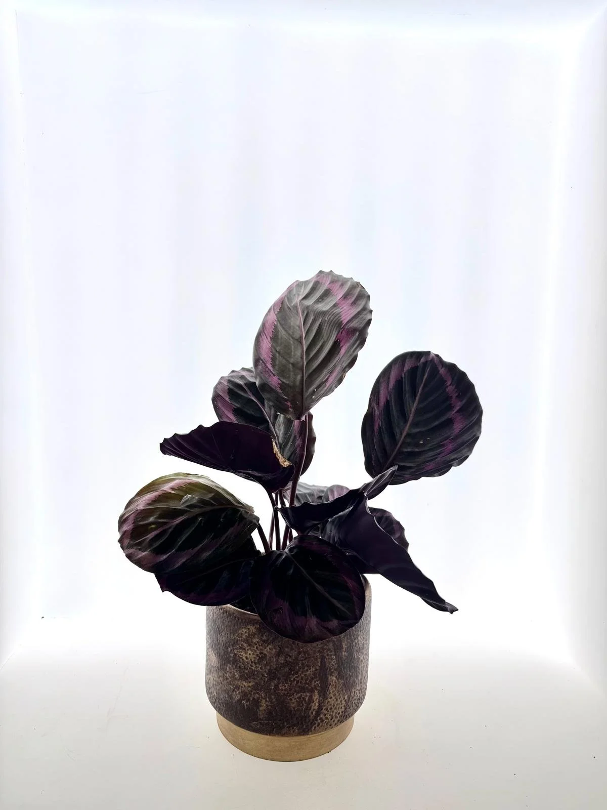 Calathea roseopicta