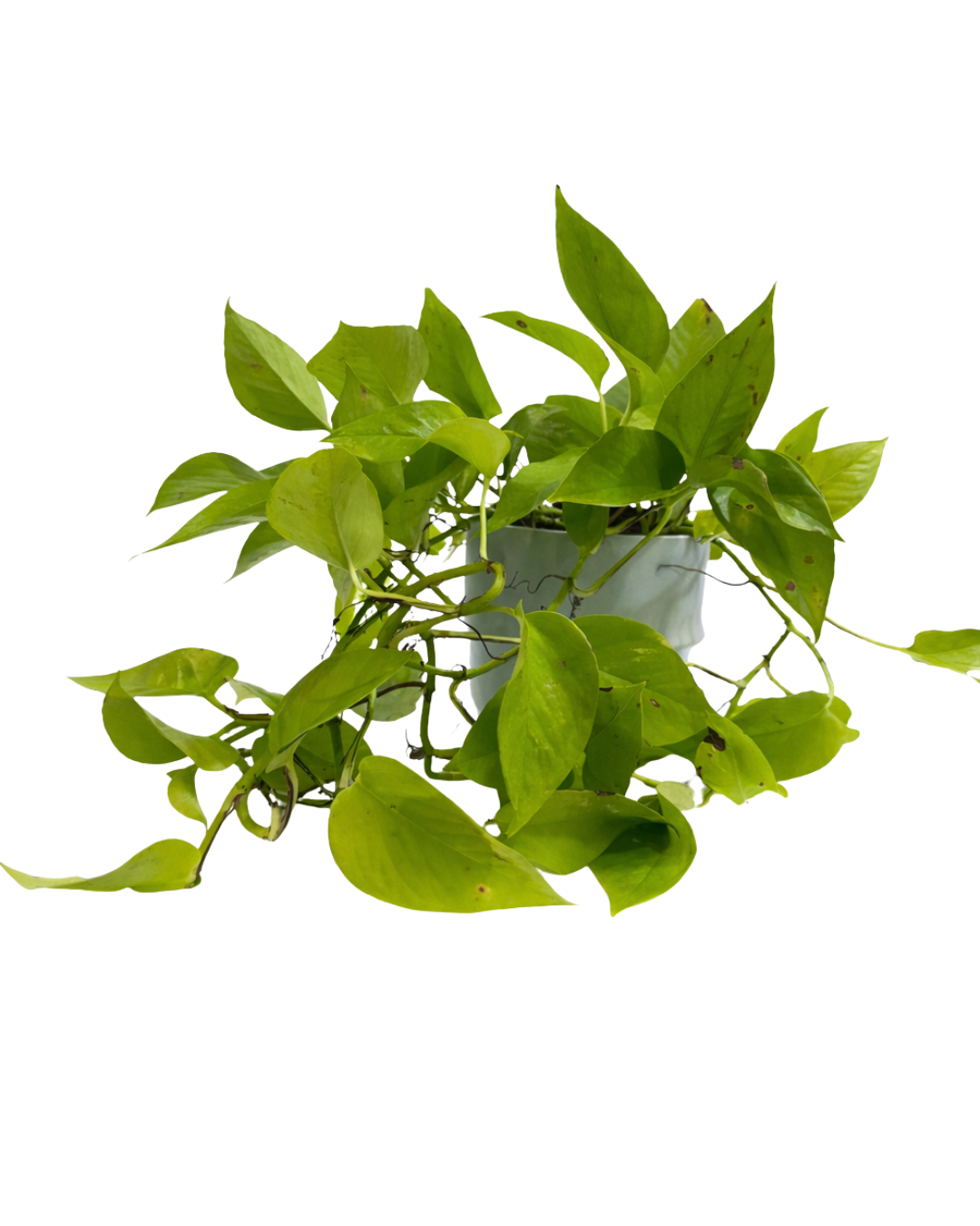 Epipremnum aureum ‘Neon’