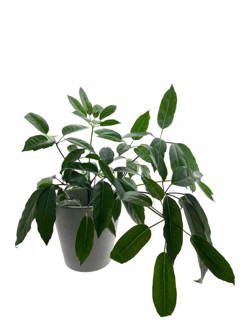 Schefflera
