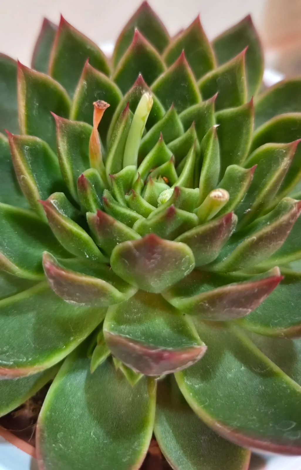 WhatsApp Image 2026-03-17 at 14.21.49 (1).jpeg