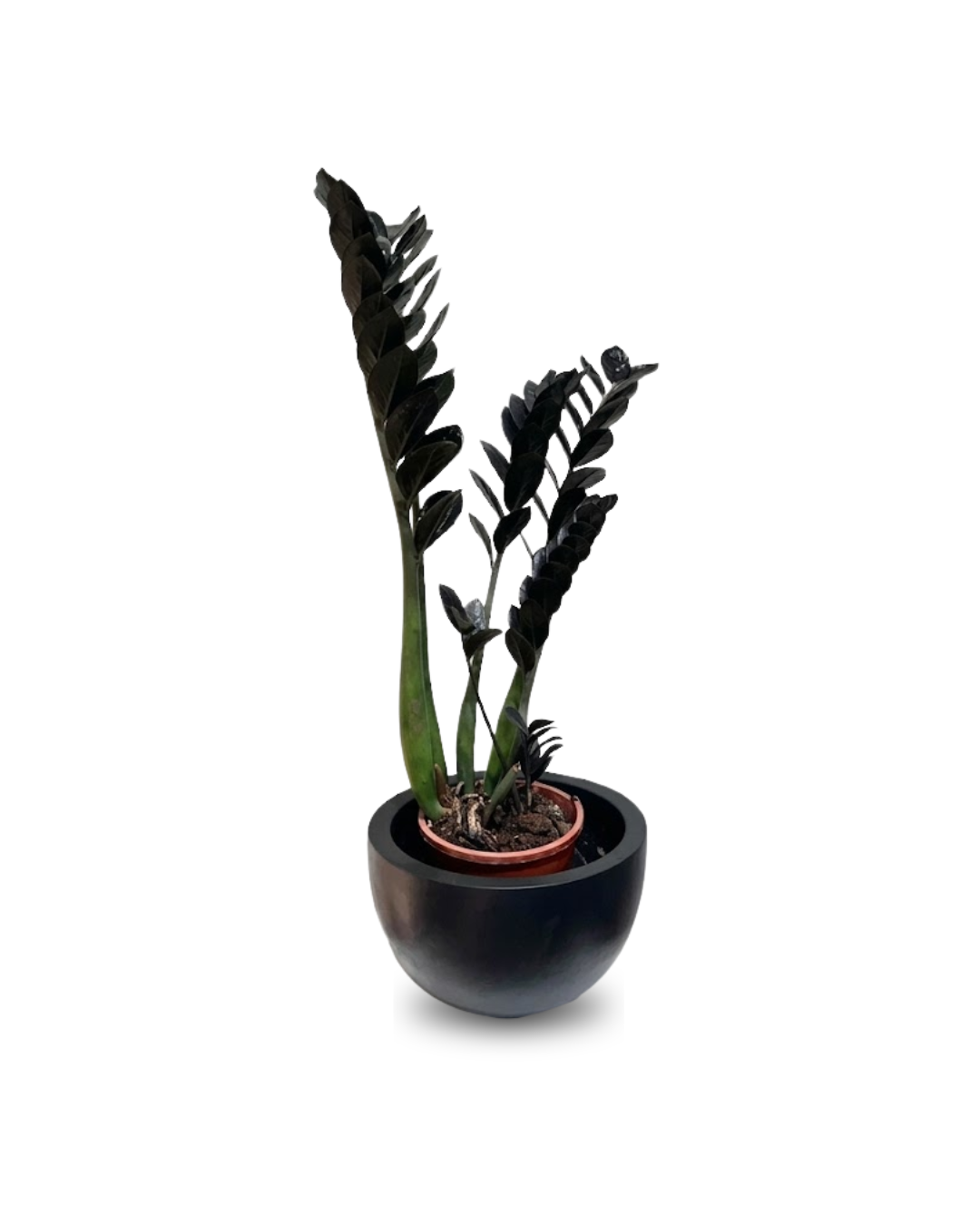 Zamioculcas zamiifolia