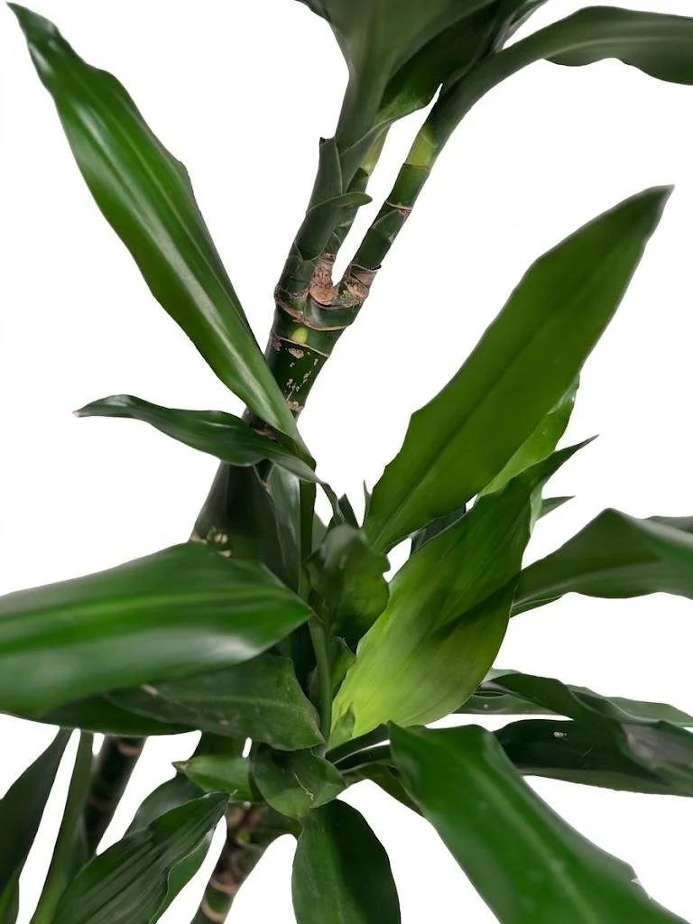 WhatsApp Image 2026-03-23 at 15.41.22 (4).jpeg