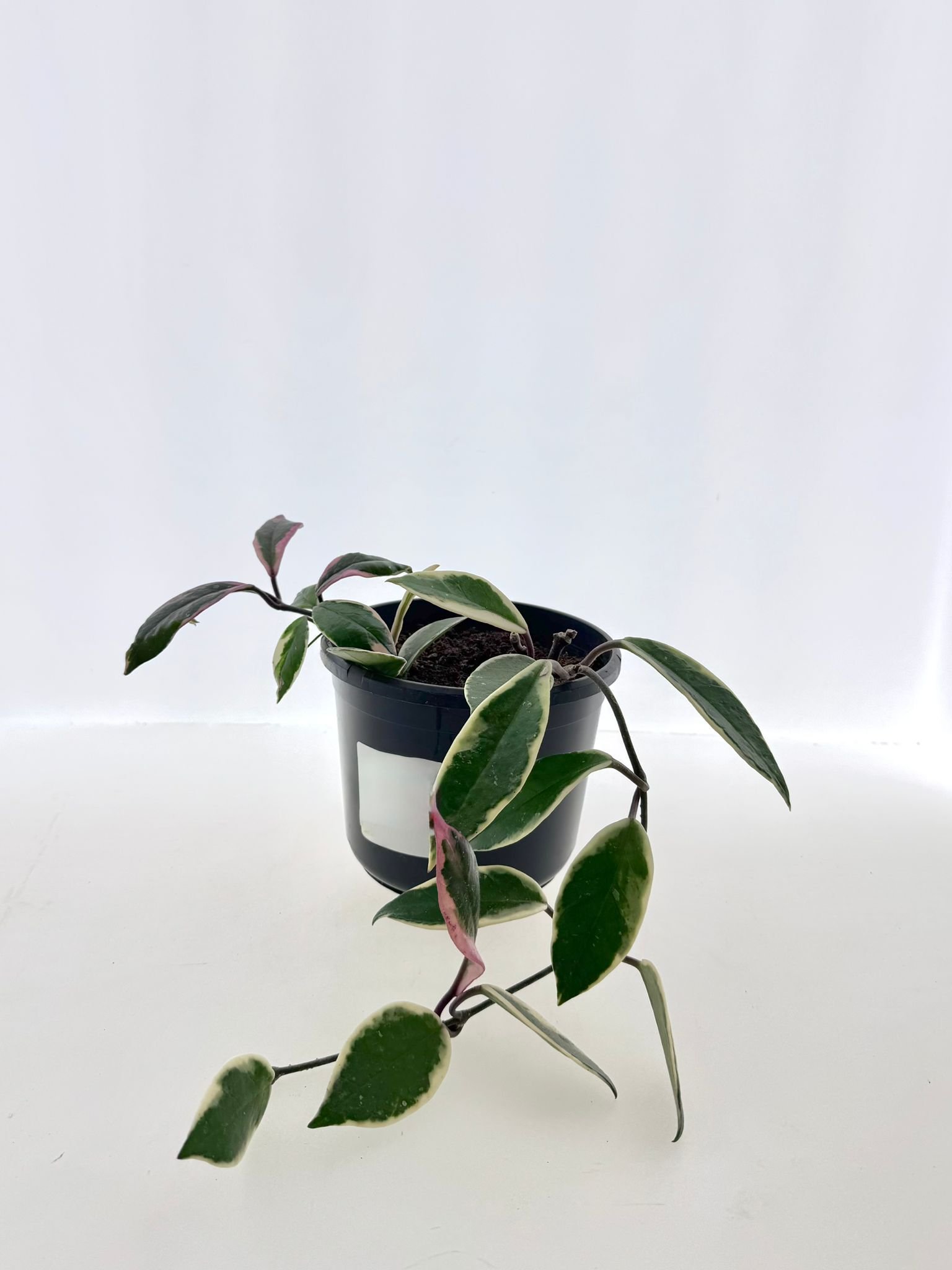 WhatsApp Image 2026-03-12 at 12.19.26.jpeg