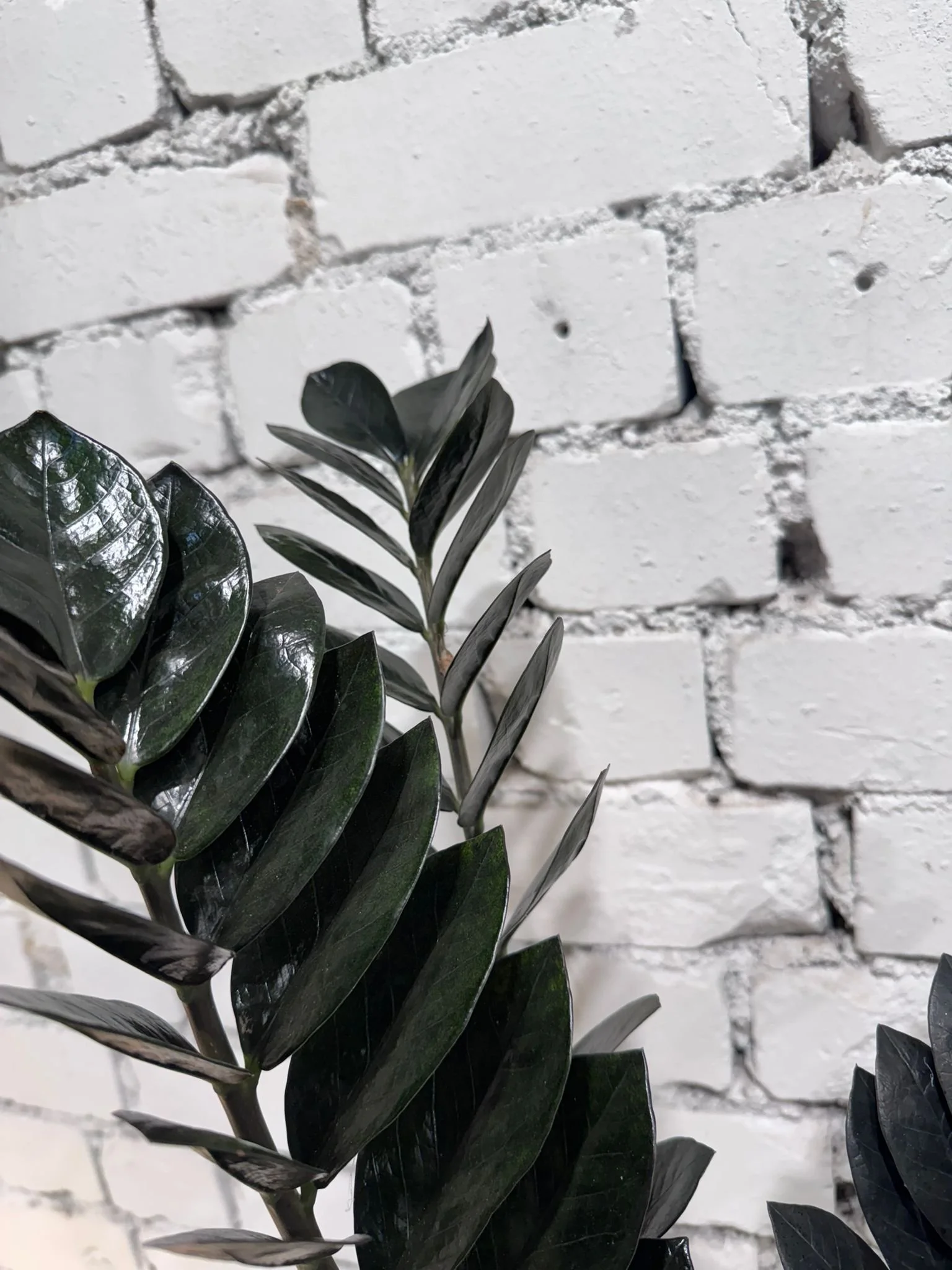 WhatsApp Image 2026-03-13 at 10.18.12 (1).jpeg