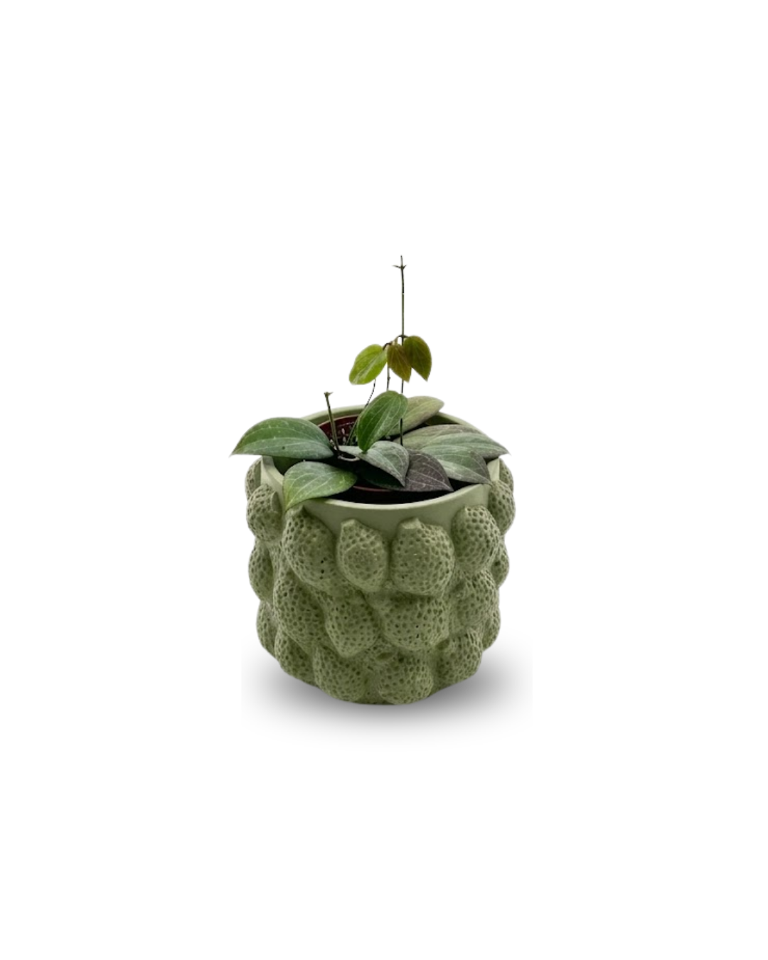 Hoya fitchii